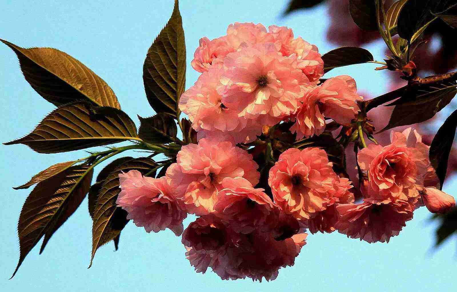 你是我最美的人间四月天