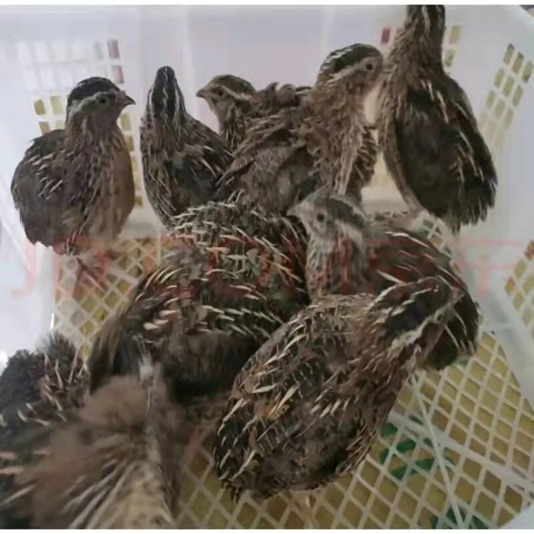 <b>宝宝的奇思妙想（养鹌鹑）</b>