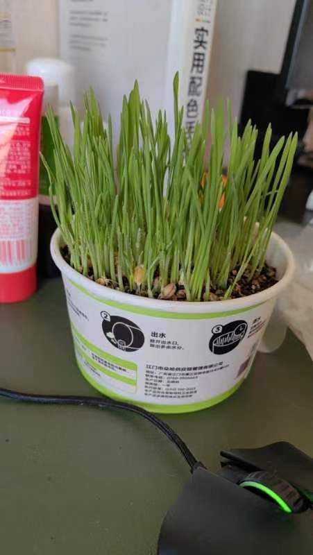 <b>宝宝给猪娃子们种的草</b>