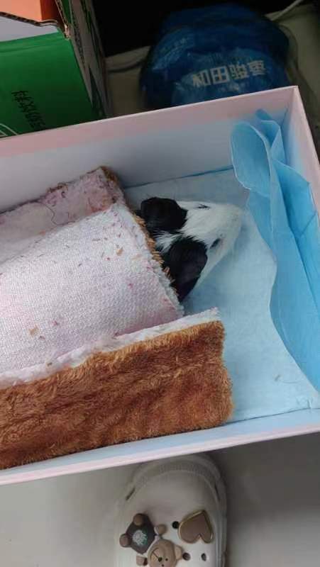 <b>团子走了（猪猪星球没有病痛）</b>