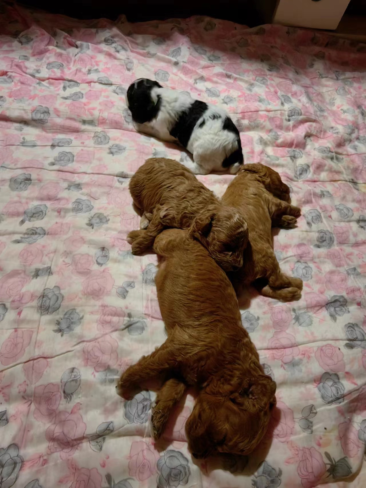 <b>生命的轮回（是团子回来了吗）</b>